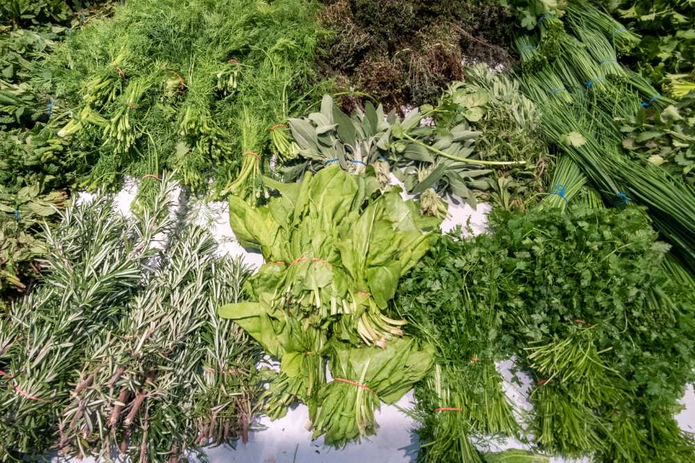 bunch of fresh herbs like basil, rosemary, parsley, thyme, cilantro