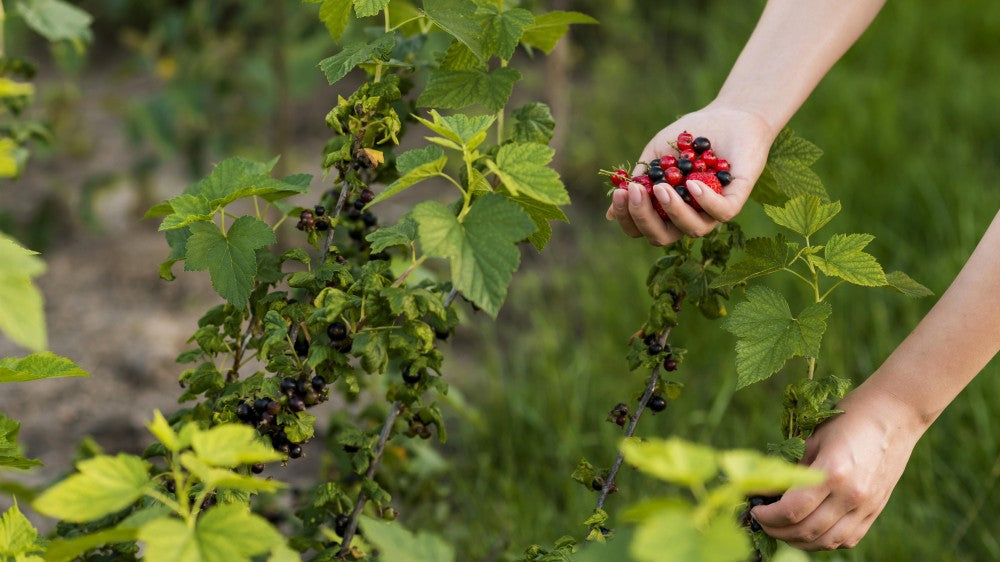 close-up-hand-holding-berries