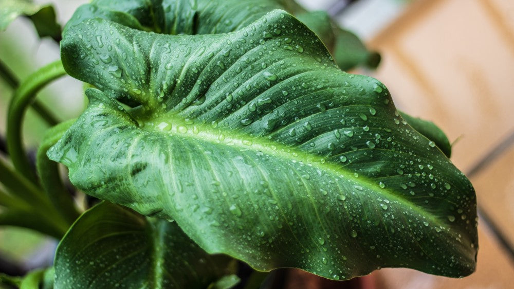 closeup-selective-focus-shot-green-plant-leaf