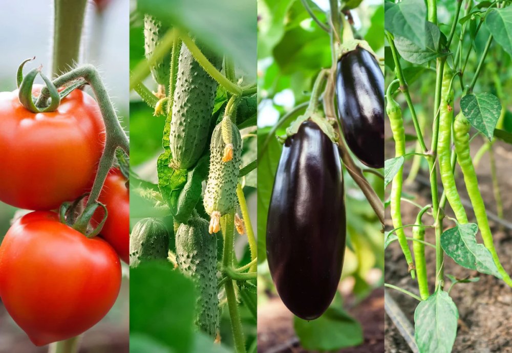companion-vegetables-tomatoes-cucumber-eggplant-chilli