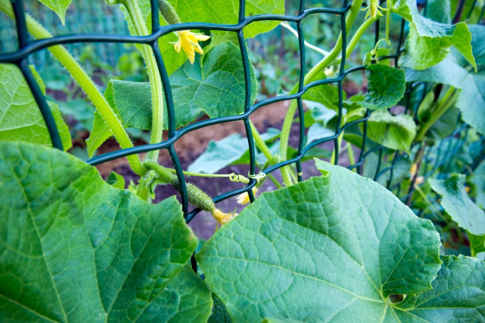 cucumbers climbing on garden trellis.jpg__PID:7093206f-9907-4503-9bc3-1bdca1e188da