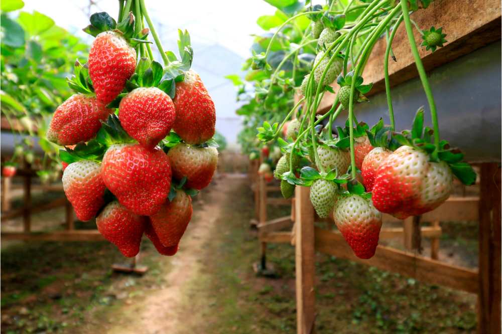 different strawberries variety in garden bed