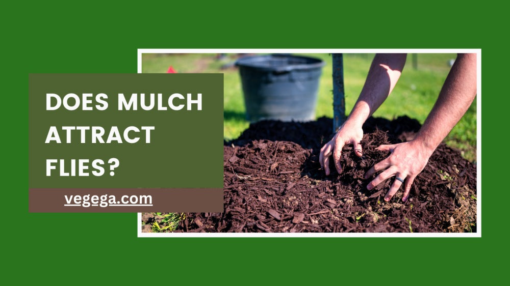 does-mulch-attract-flies-feature-picture-Vegega