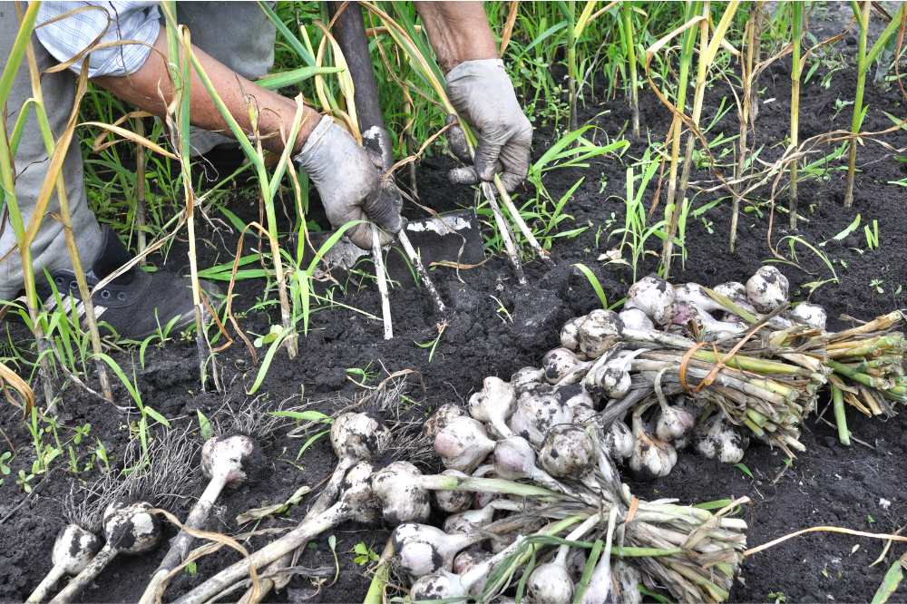 gardener-harvesting-ripe-garlic