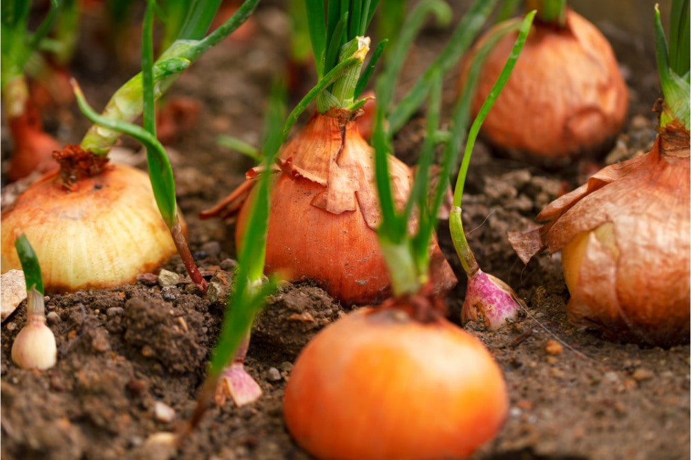 grow fresh green onions spring