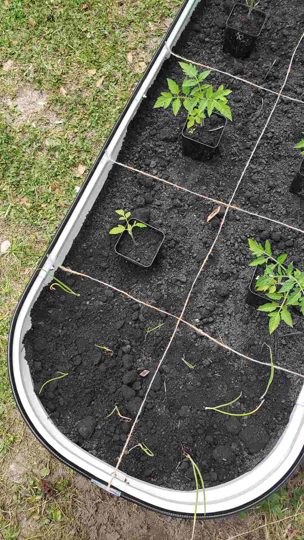 grow seedlings in raised bed divided by lines