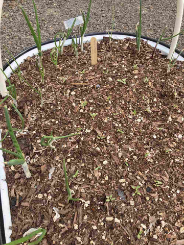 growing garlics in raised bed