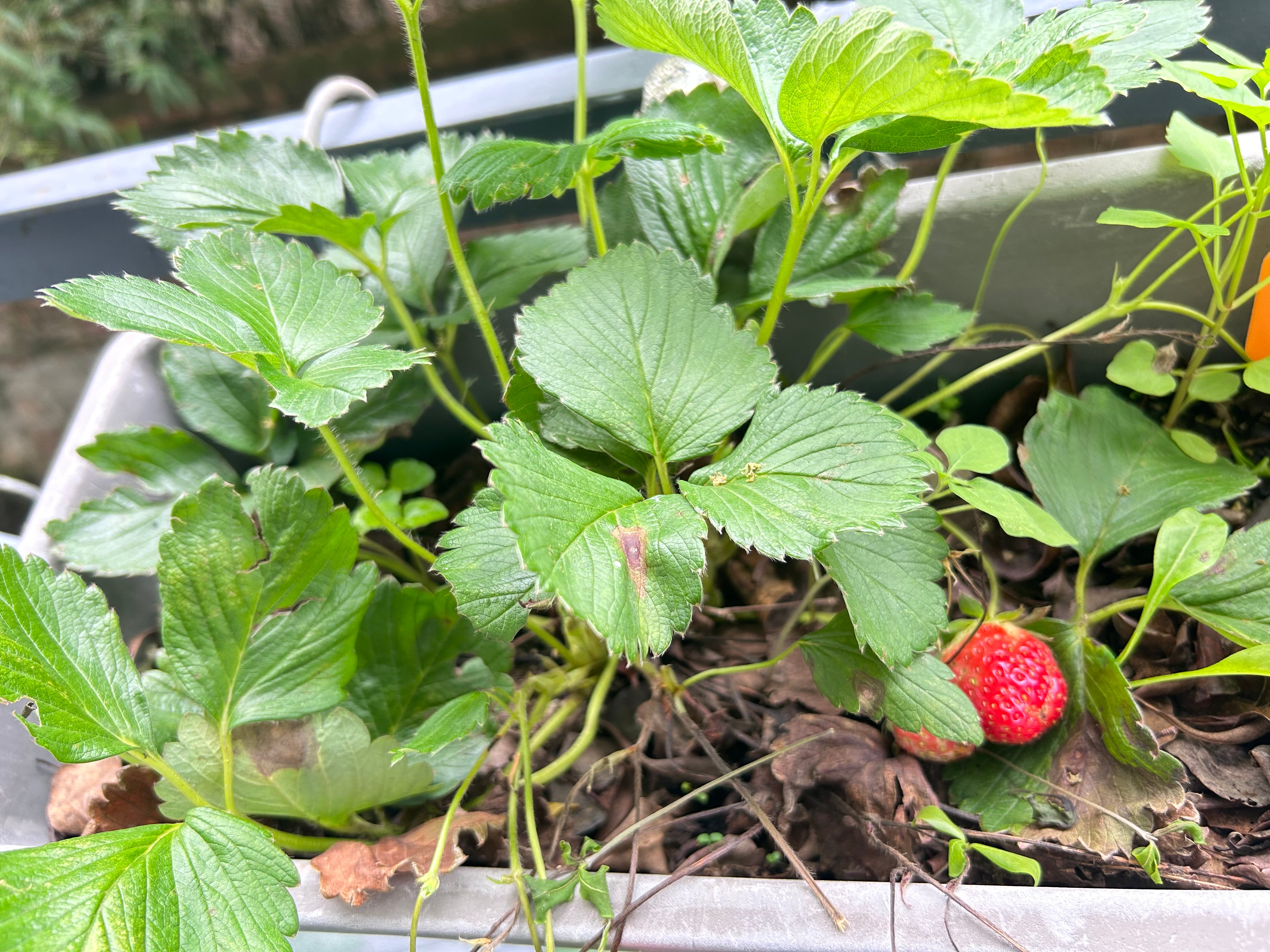 growing strawberries in containers