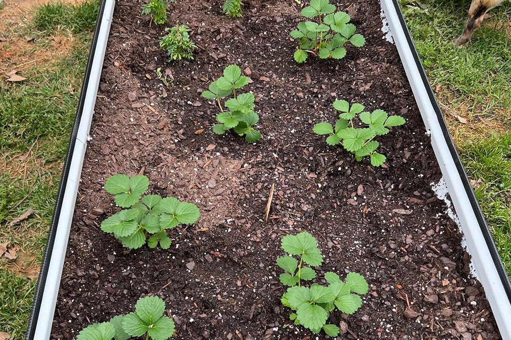 growing strawberries in raised beds