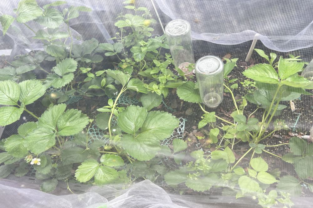 growing strawberries in raised garden bed