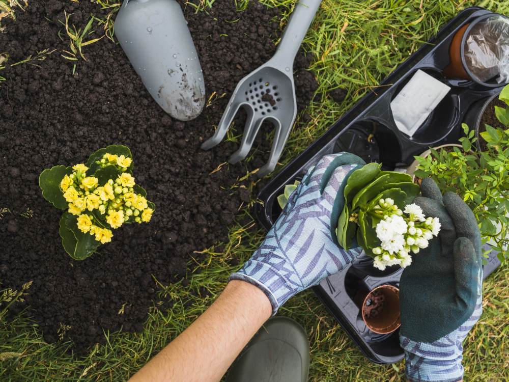 hand-holding-small-fresh-potted-plant