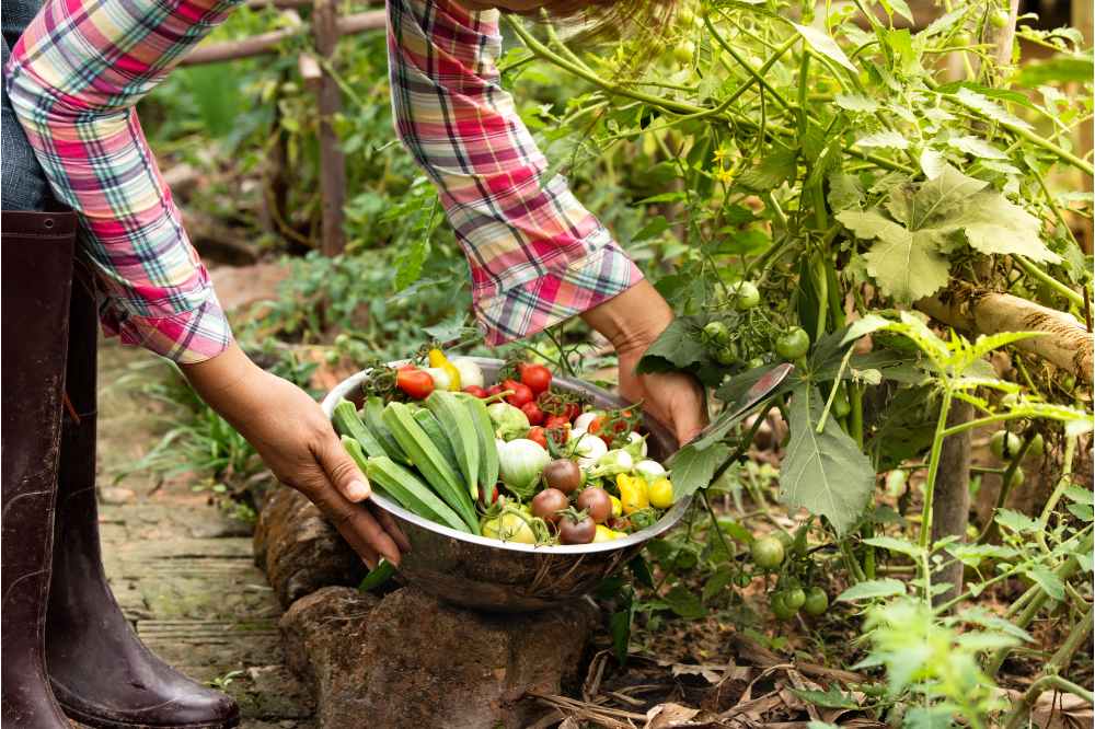 harvest high yield vegetables in garden