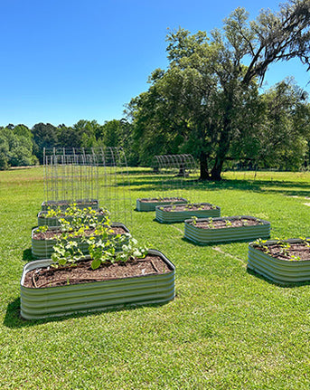 raised bed garden-Vegega