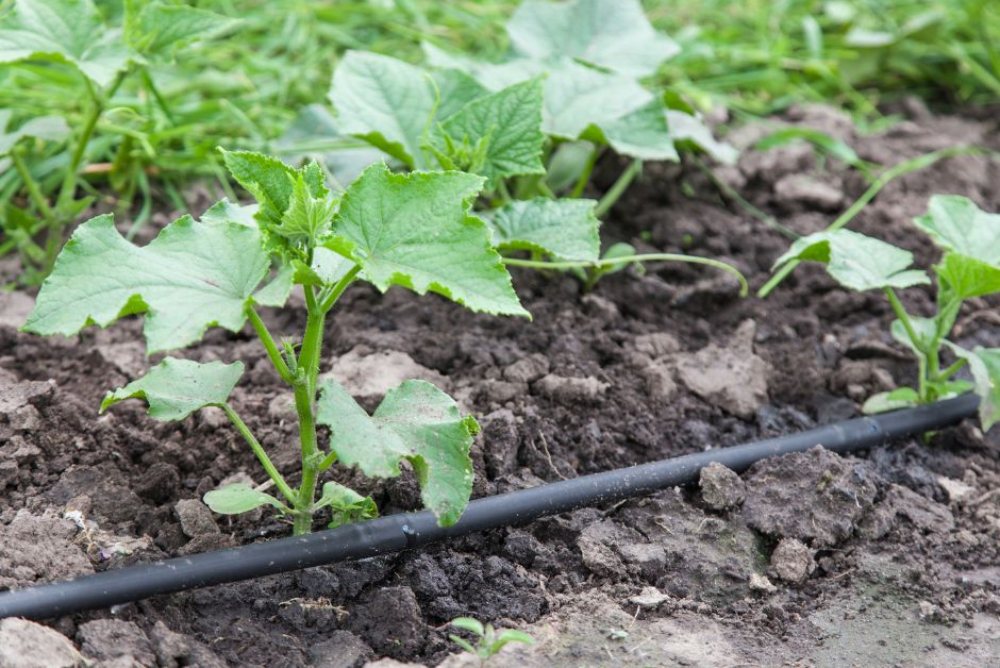 irrigation-system-next-to-seedlings