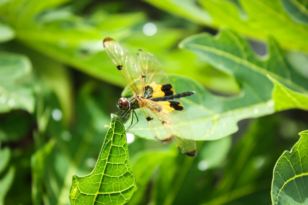 macro-dragonfly-eating-green-leaf