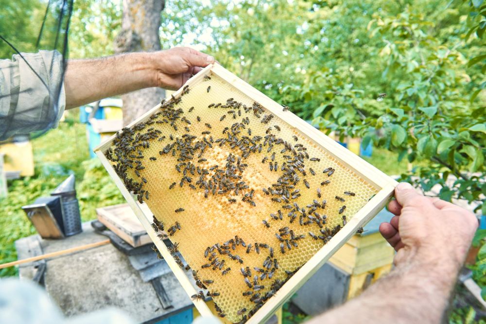 male-beekeeper-taking-out-honeycomb-with-bees-from-beehive-his-apiary