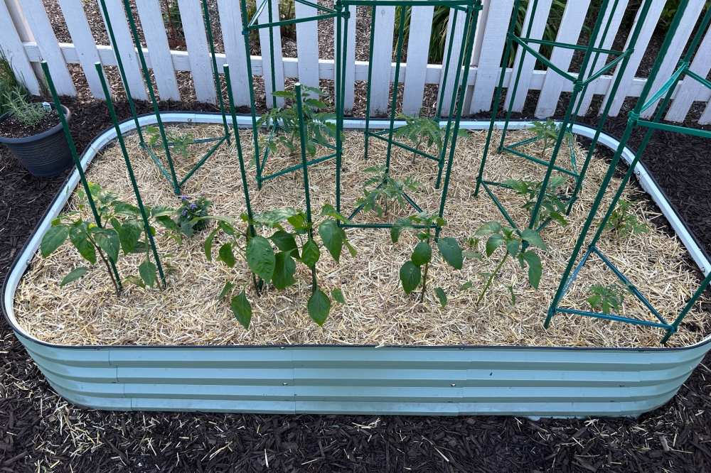 metal raised bed placed on bark chips