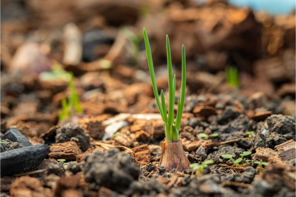 onion plants in the soil