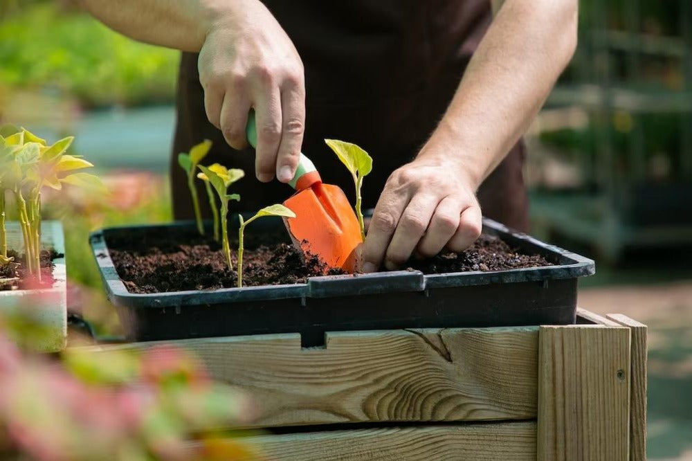 planting-seedlings-in-a-pot-Vegega