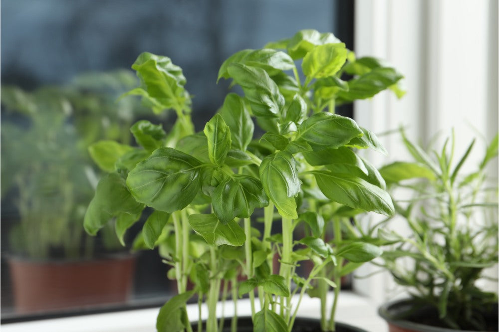 potted-basil-on-window