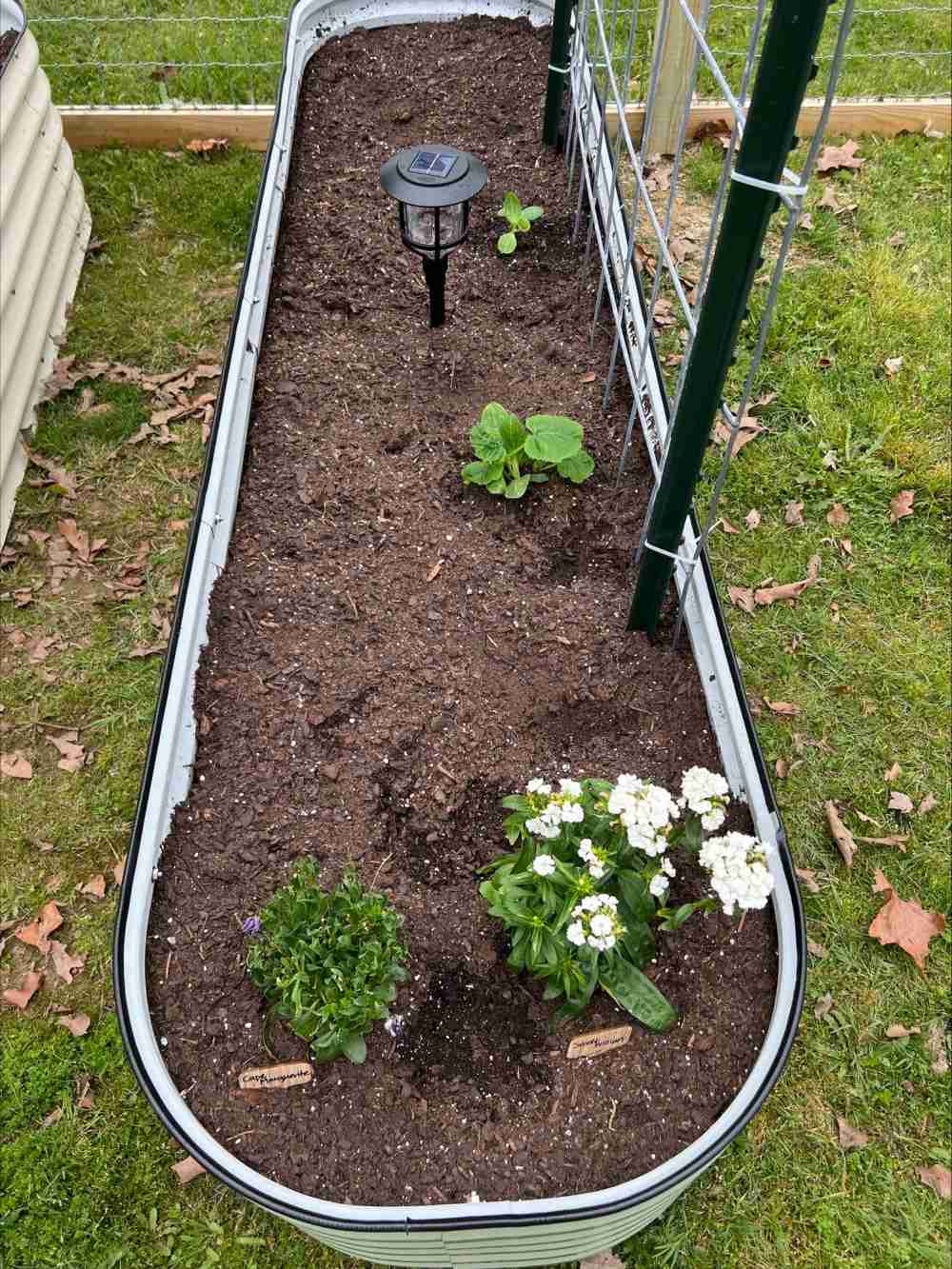 raised bed herb garden