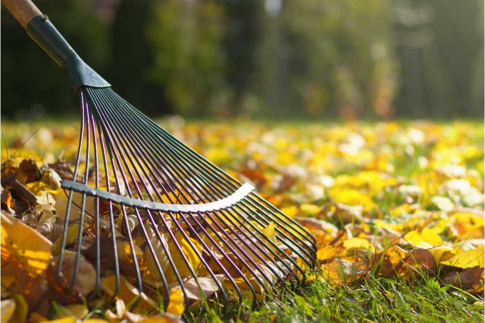 raking in garden in autumn