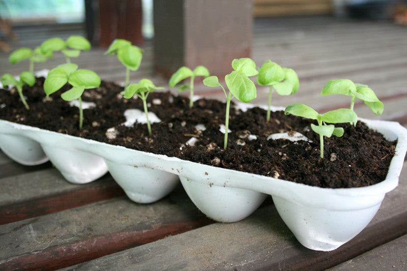 seedlings in tray