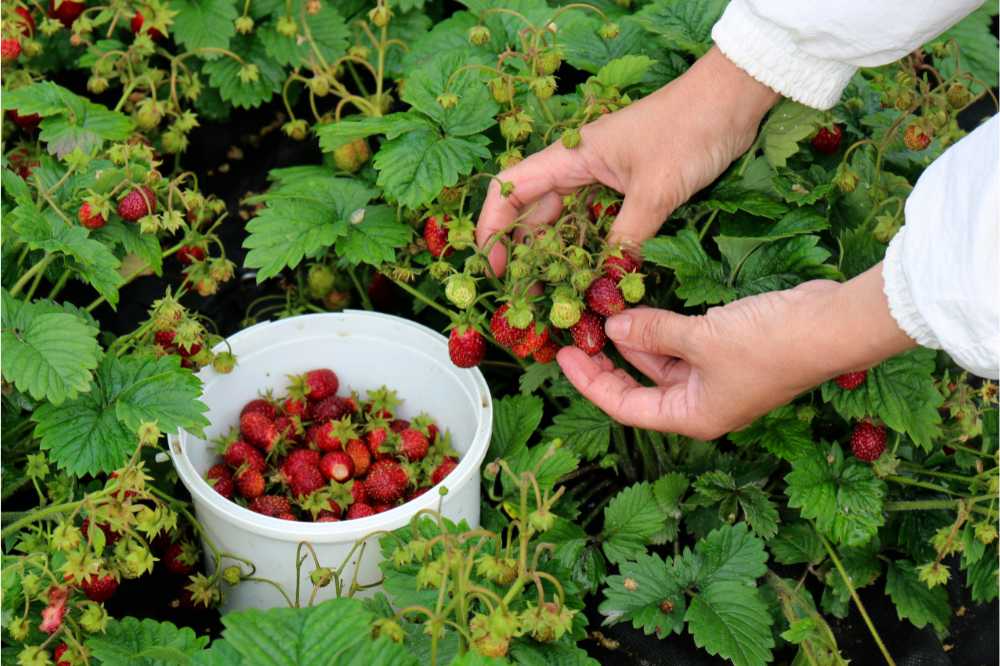 strawberry picking and harvesting