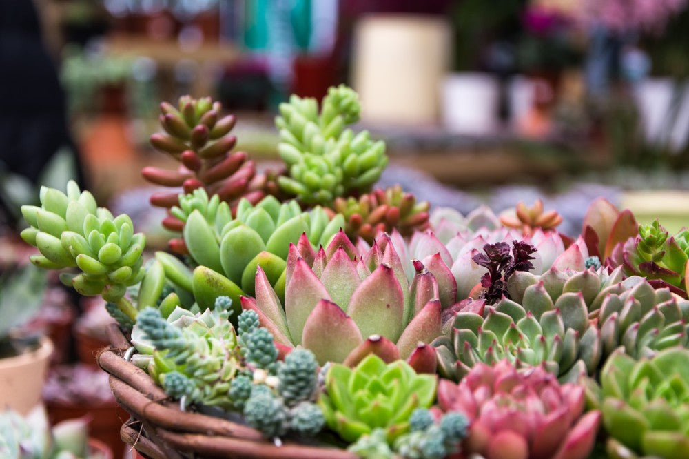 succulents-planter