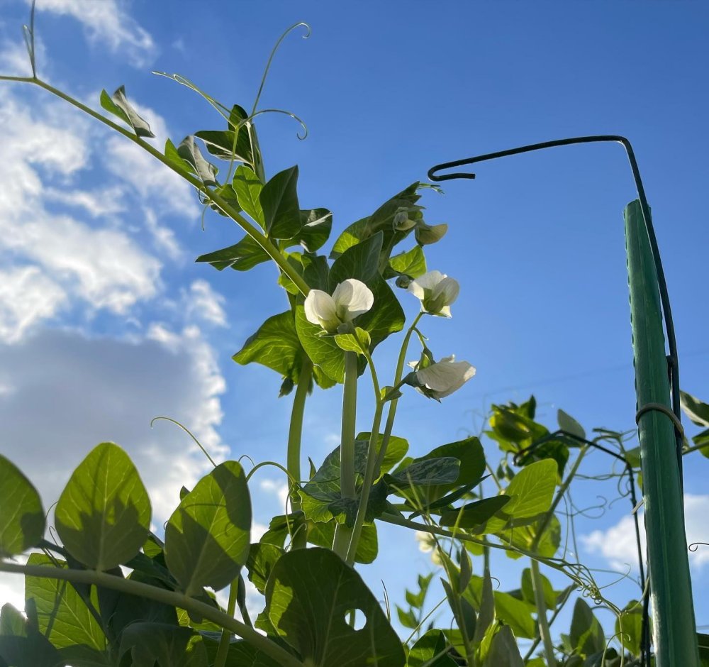 sweet-peas-flowering