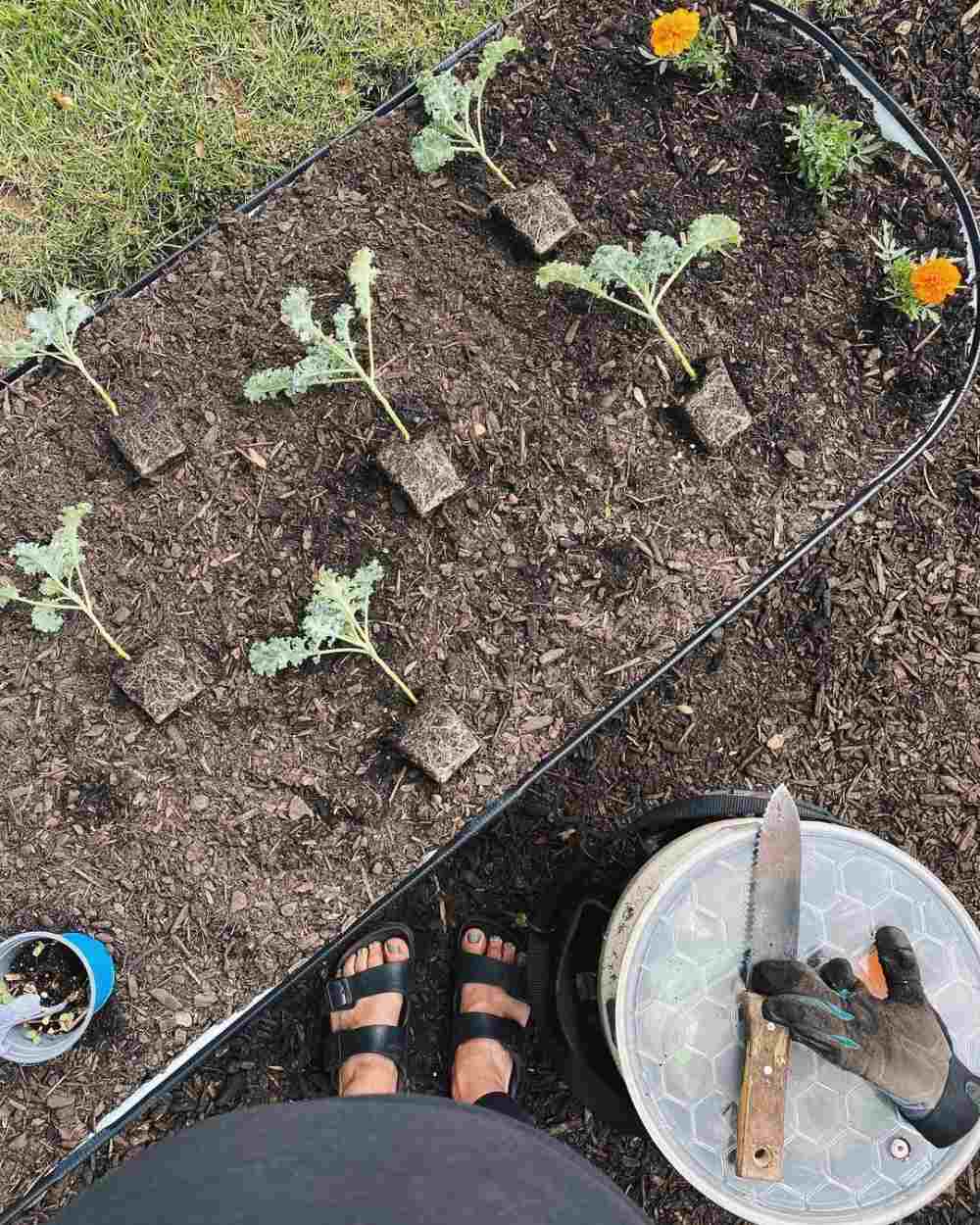 top-view-of-seedlings-place-on-a-metal-bed-vegega