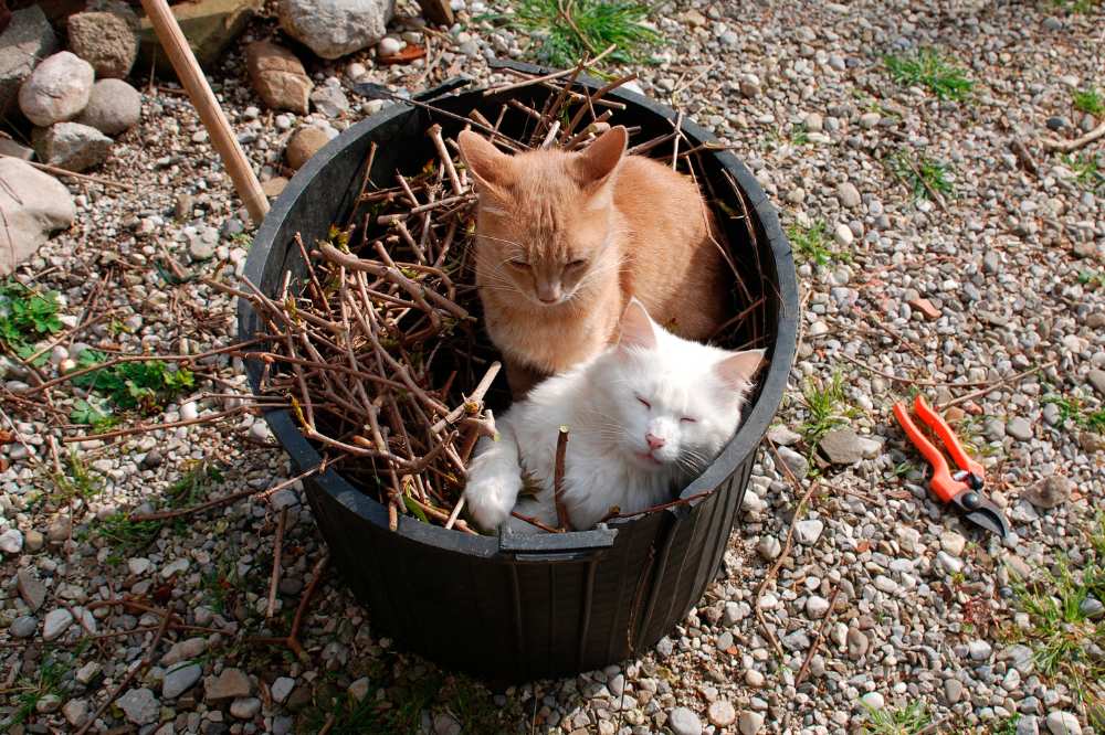 two-cats-in-garden-tub