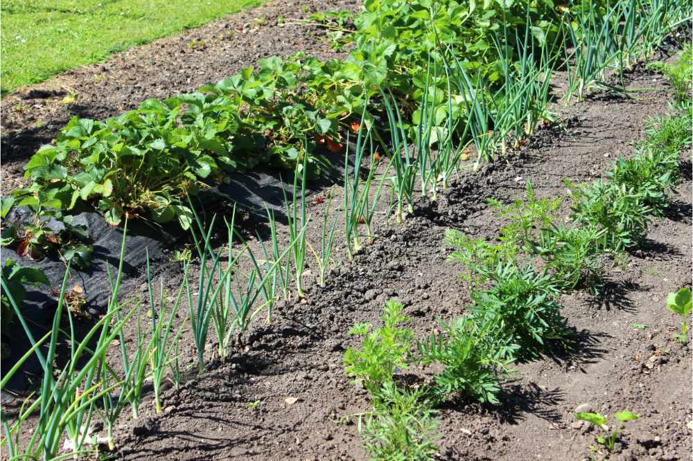 vegetable garden with marigolds, companion plants, onions, strawberries