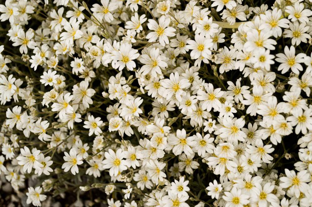 cerastium tomentosum