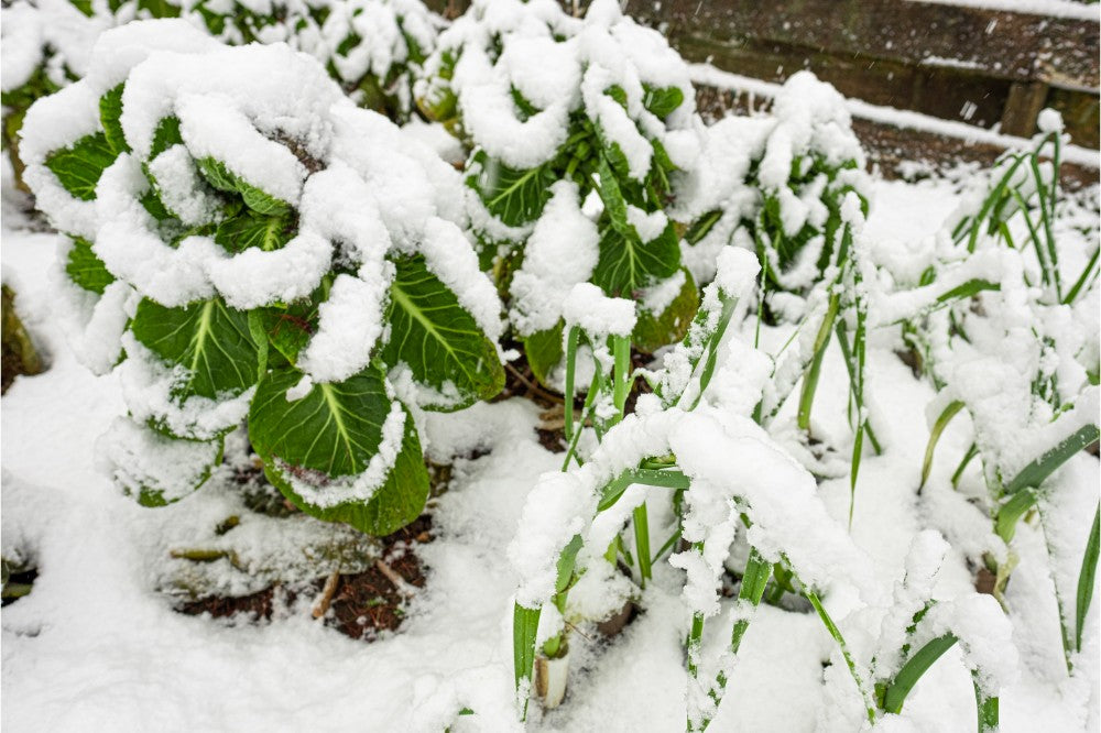 winter vegetables covering snow