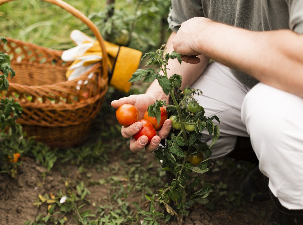 woman-harvesting-tomatoes
