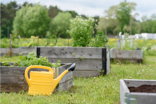 wooden raised garden beds in garden