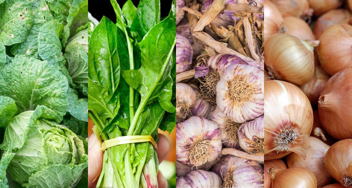 4 vegetables you can't miss planting in October-Cabbage,Spinach, Garlic, Onion-VEGEGA