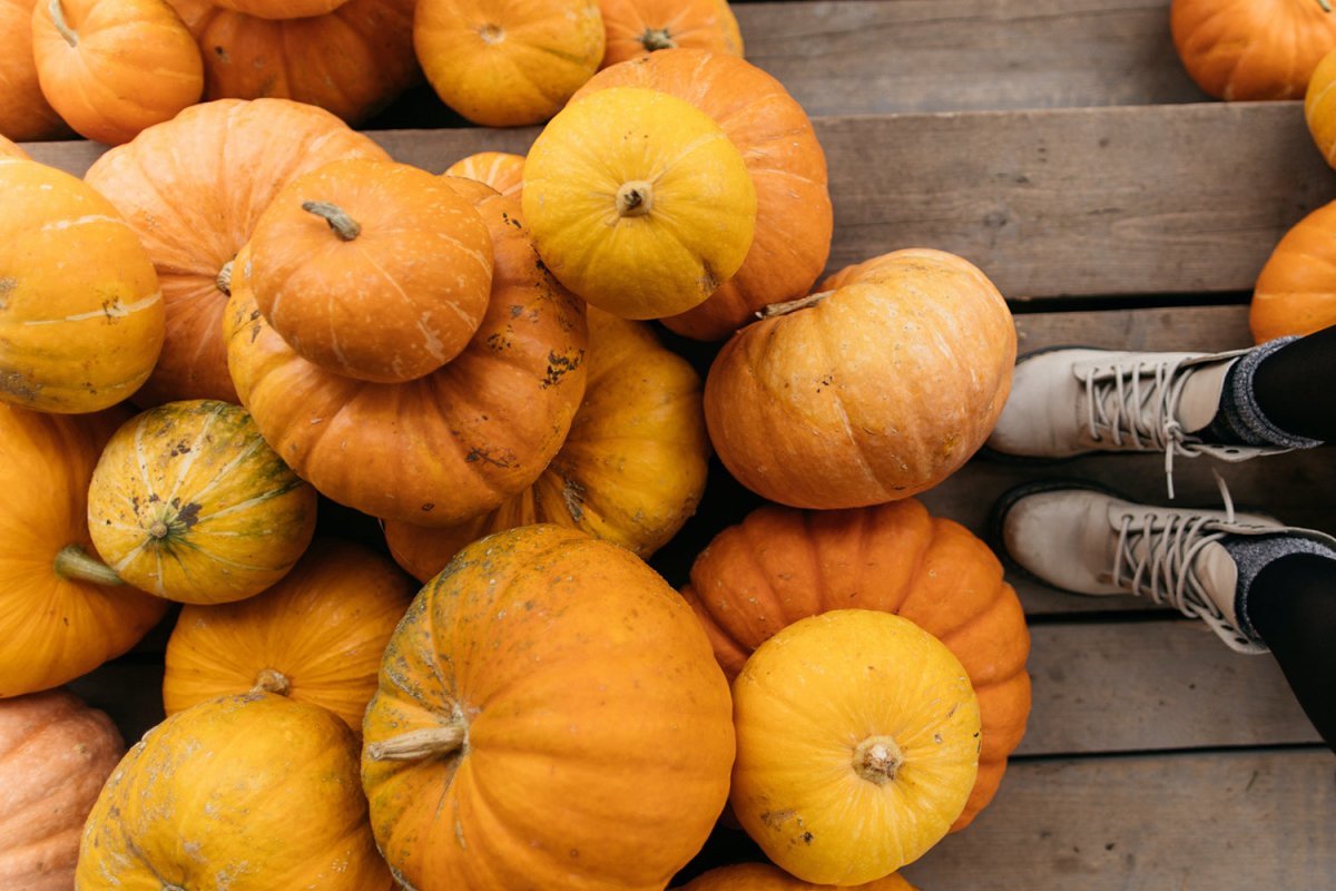 6 Things You May Not Know About Pumpkins -VEGEGA