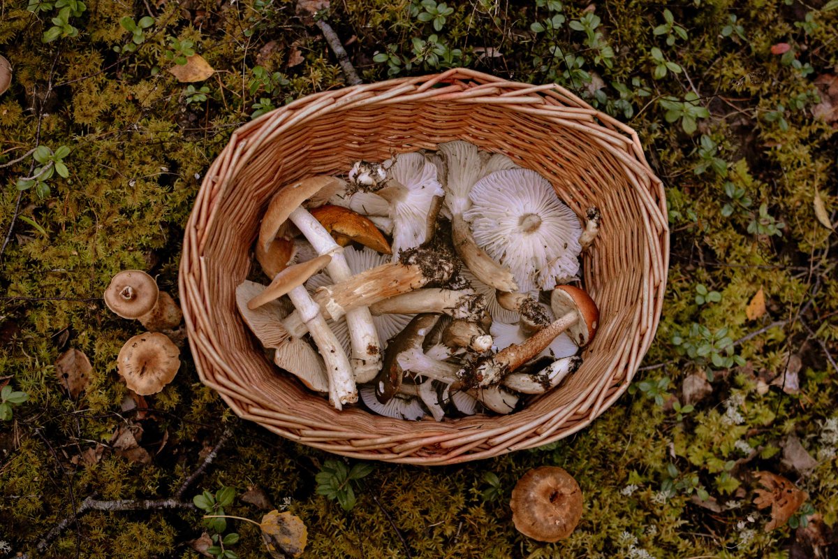 a basket of mushrooms  VEGEGA