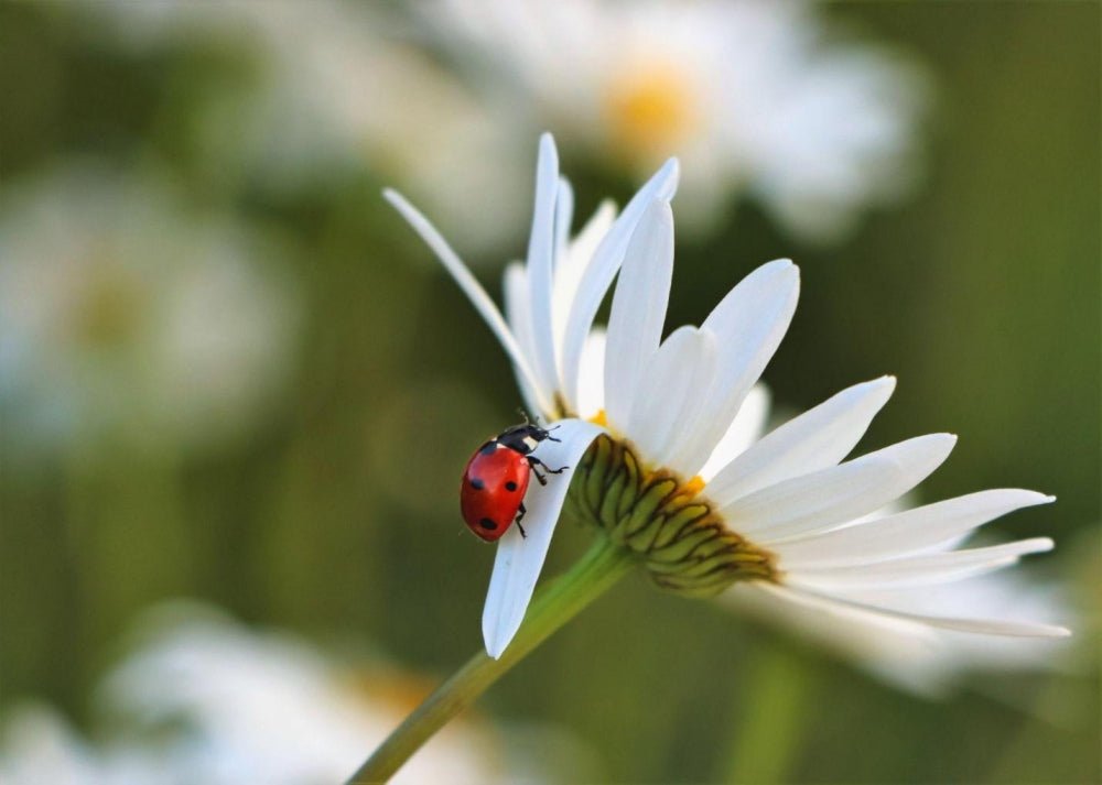 a ladybugs stay on chrysanthemum