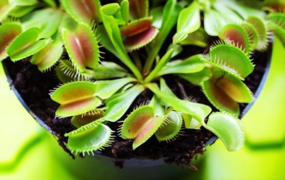 Venus flytrap catches a bee