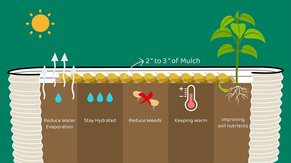 infographic shows the benefits of applying mulch on the metal raised garden bed