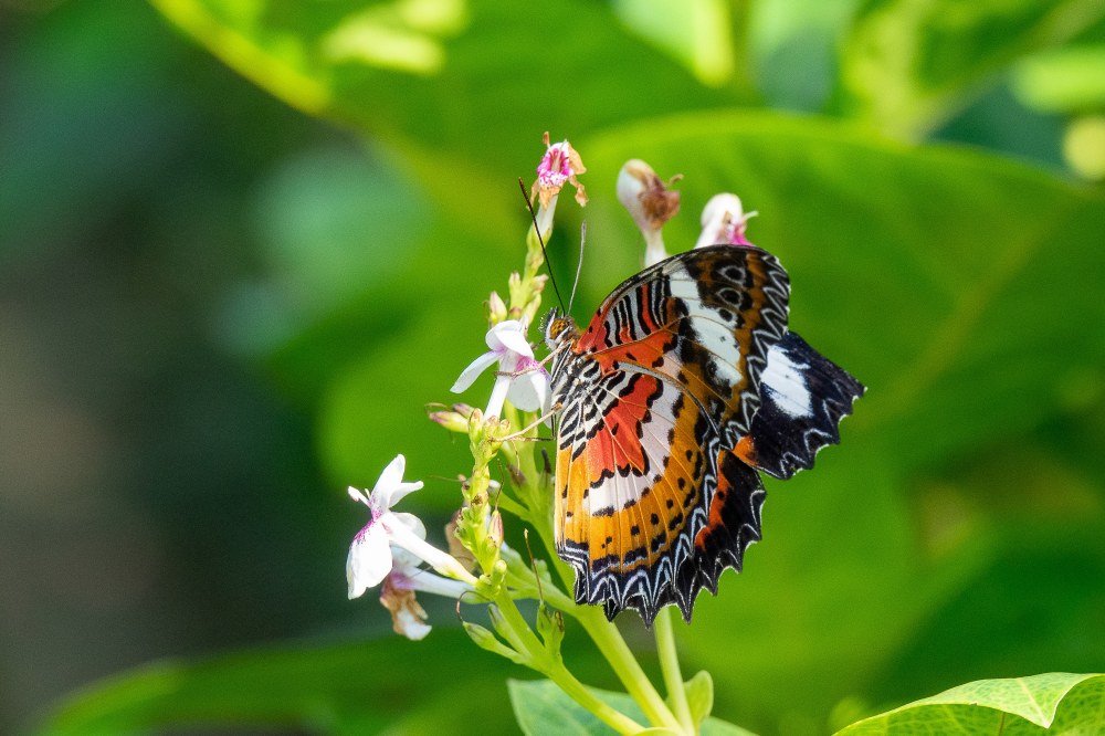beautiful-butterfly-sitting-branch-with-small-flowers