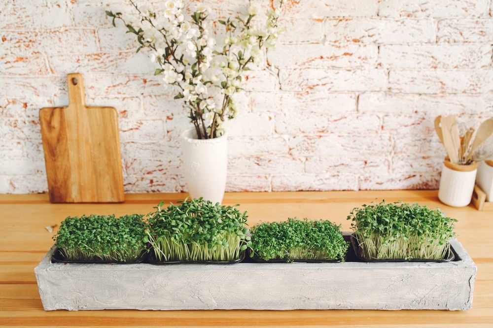 beet-micro-greens-on-table