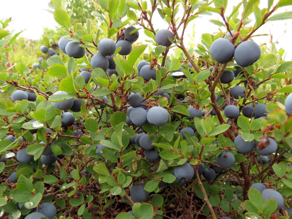 blueberry-tree