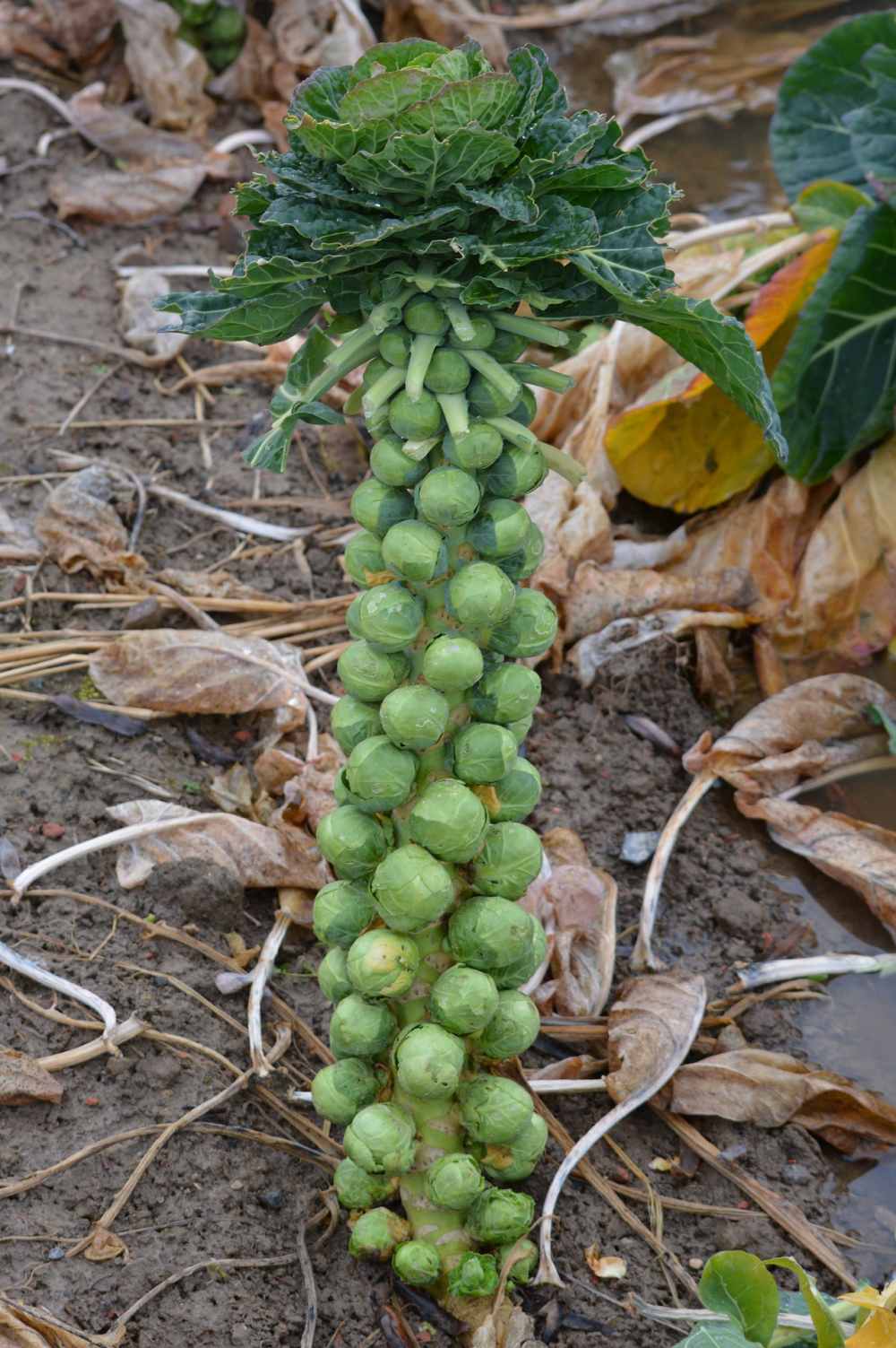 Brussel-Sprouts-plant