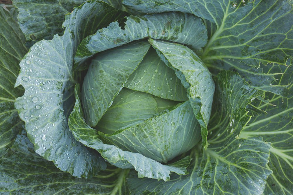 cabbage