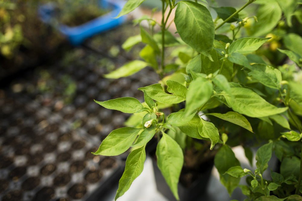 close-up-bell-pepper-seedlings