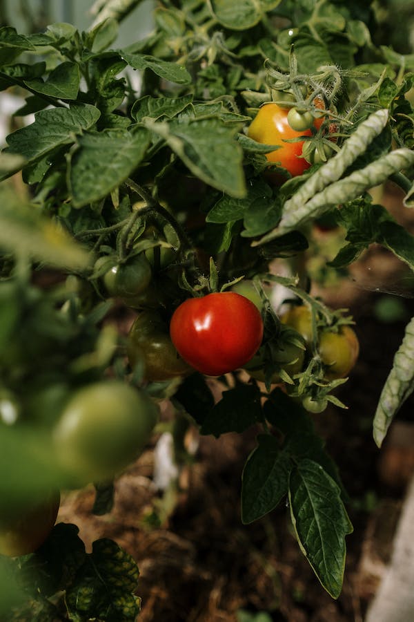 close up of red tomatoes and green tomatoes